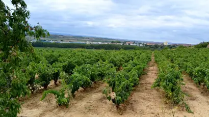 viñedos cuba negra