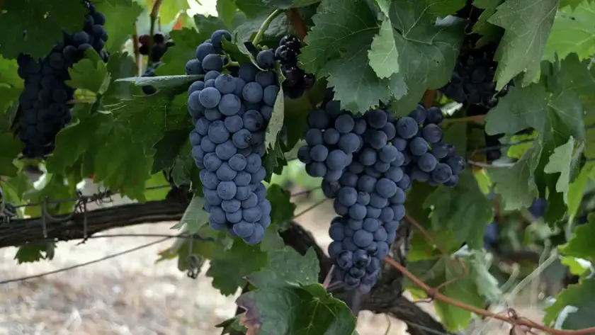 racimo de uvas tintas el prado