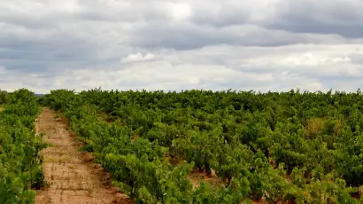 viñedos larrazuri