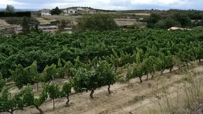 viñedos