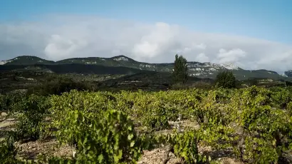 viñedos gallomate