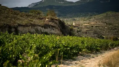 viñedos la rad