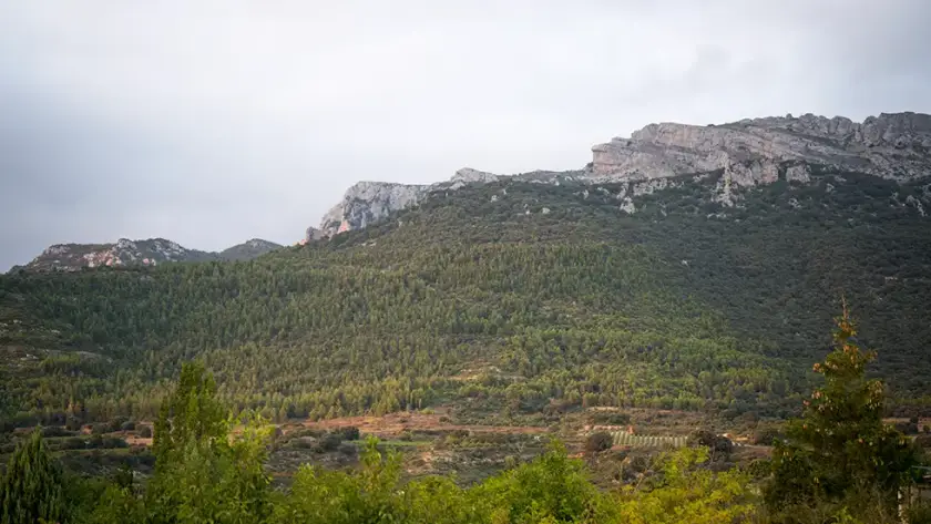 paisaje con viñedos